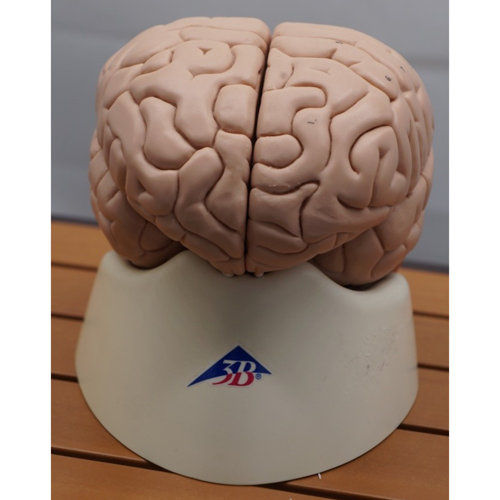 Vintage 3B Scientific GmbH Brain Model Eight Part German Made 2005 Study Decor